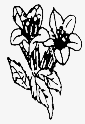 Creating A Wildlife Garden - Wildlife Garden #2594192