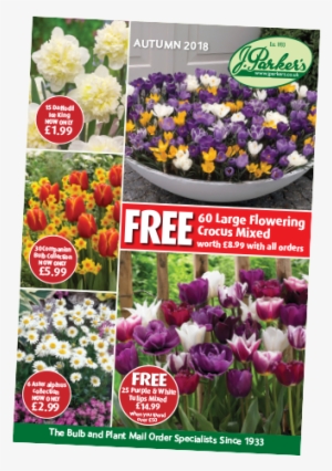 Request A Catalogue - Purple Blend Tulip Mixture #2594299