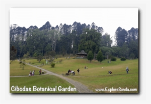 Big Pond With Equally Huge Lawn, The Center Of Activity - Cibodas Botanical Garden #2594362