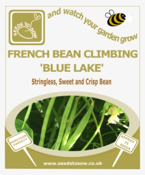 French Bean Climbing Blue Lake - Broccoli Purple Sprouting Early #2594393