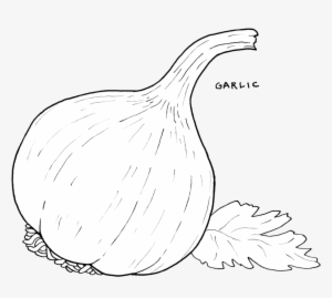 Garlic - Garlic Drawing Png #2595815
