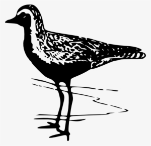 Free Vector Golden Plover Clip Art - Golden Plover Coloring Sheet #2597478