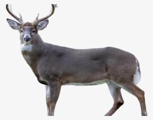 Metro Train Hits Deer In Pg County, Causes Delays On - Train #2598384