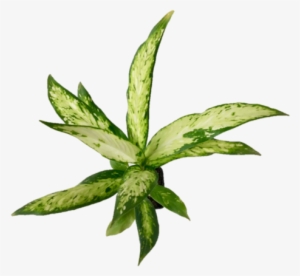 Dieffenbachia 'leopard Lily' Indoor Plant - Plants #2598459