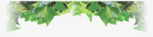 Phillips Interior Plants And Displays - Maple #2598489