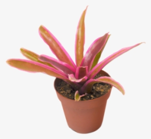 Bromeliad Plants #2598514