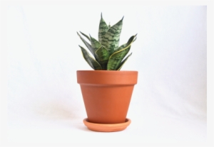 Pre Potted Plants - Viper's Bowstring Hemp #2598836