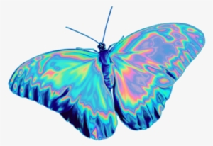 8 - Butterfly Png #2599570