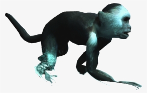 Capuchin Monkey - Assassin's Creed Iv: Black Flag #260149