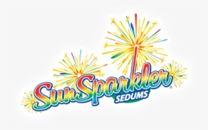 Sunsparkler® Sedums - Stonecrop #260268