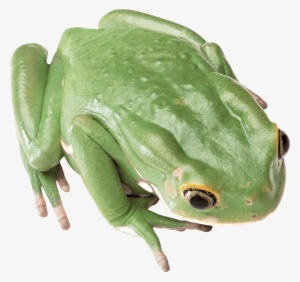 Green Frog Png #260342