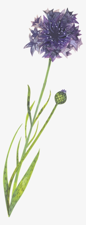 The Ink Nest Blog - Bachelor Button Flower Drawing #260390