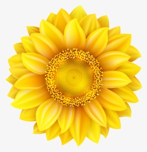 Transparent Background Sunflower Png #260737