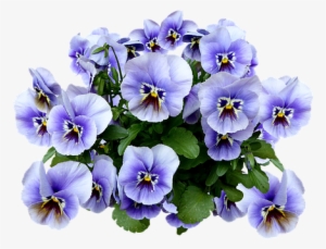 Pansies Png #260802