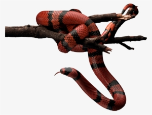 The Snake, The Scorpion And The Eagle - Snake Png #260913