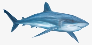 Shark Transparent Png Pictures - Png Transparent #261109