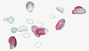 White Rose Petals Png - White Flower Petal Png #261176