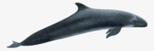 Whale Png Clipart Black And White - False Killer Whale Flipper #261337