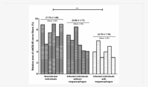 Inner Muscle Layer Of Esophagus From Noninfected Individuals, - Seminiferous Tubule #261864