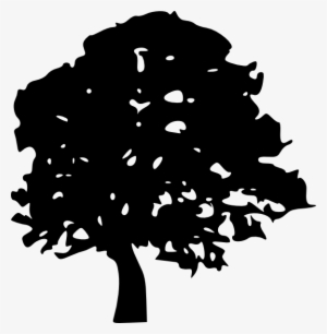 Black Oak Tree Svg Clip Arts 582 X 595 Px #261889