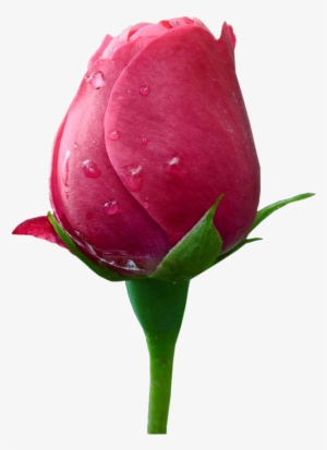 Png Flower - Png Format Love Png Hd #262169