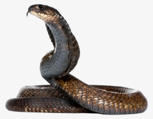 Dangerous Black Snake Png Image - Snake Png #262594
