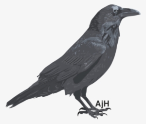 Raven Illustration #262801