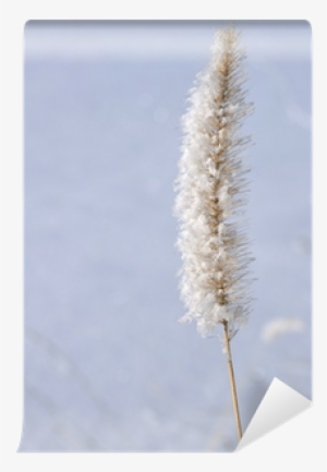 Phragmites #262967