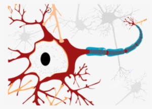 Neuron Clipart Neurology - Neuron Cell Diagram #262971
