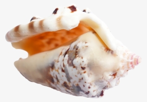 Sea Shellpng #263111