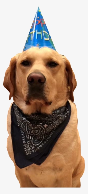 Mein Führer - Party Dog Png #263405