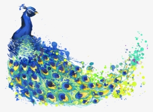 Banner Black And White Stock The Peacock Feather Peafowl - Peacock Vector Transparent Background #263474 Banner Black And White Stock The Peacock Feather Peafowl - Peacock Vector Transparent Background #263474