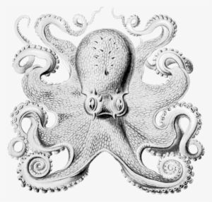 2012 - Other Minds Peter Godfrey Smith #263580