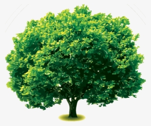 Silver Oak Tree - Arboles Con Fondo Transparente #264144