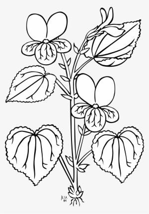Sampaguita Drawing At Getdrawings - Bagian Bagian Tumbuhan Hitam Putih #264221