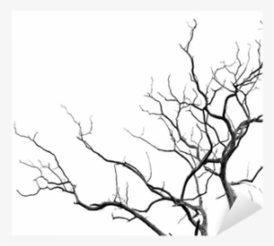 Tree #264303 Tree #264303