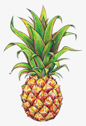 15 Pineapple Png Tumblr For Free Download On Mbtskoudsalg - Pineapple Drawing #264350