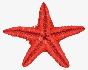 Clipart Free Stock Red Transprent Png Free Download - Strfish Clipart #264523