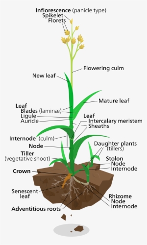 Diagram Of A Typical Lawn Grass Plant - Labelled Diagram Of Elephant Grass #265238