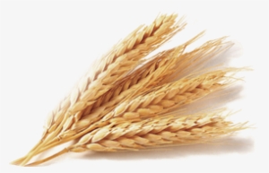 Free Png Wheat Png Images Transparent - Portable Network Graphics #265480