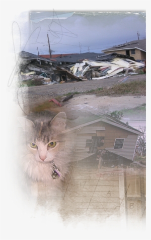 Cats Who Survived Katrina Live In The Streets, On Their - Domestic Short-haired Cat #265578