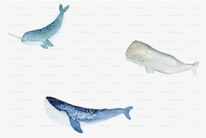 Blue Whale #265987