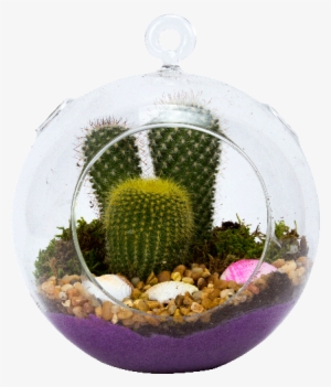 6" Glass Globe Succulent Plant Terrarium - Succulent Plant #266454