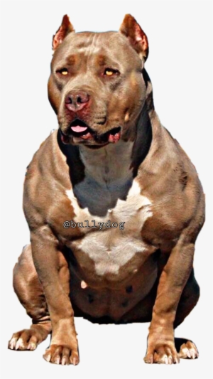Bullydog Americanbully Pitbulllovefreetoe Report Abuse - American Bully #266510