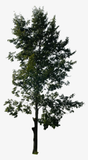 Tall Pine Tree Png Vector Freeuse - Photoshop Trees #266605