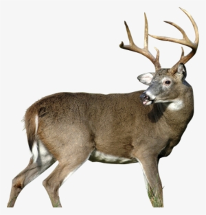 Wa-18 - Whitetail'r Arrowmat 34-inch Archery Target, Multi #266870