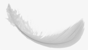 Feather Png Images - Transparent Background Feather Gif #267183