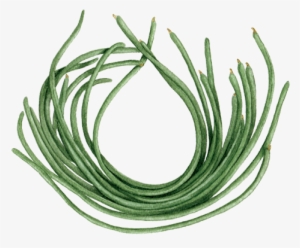 Yard Long Beans - Chives #267443