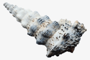 Free Png Seashell Png Images Transparent - Portable Network Graphics #267626