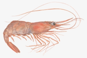 Shrimp - Monterey Bay Aquarium #267928